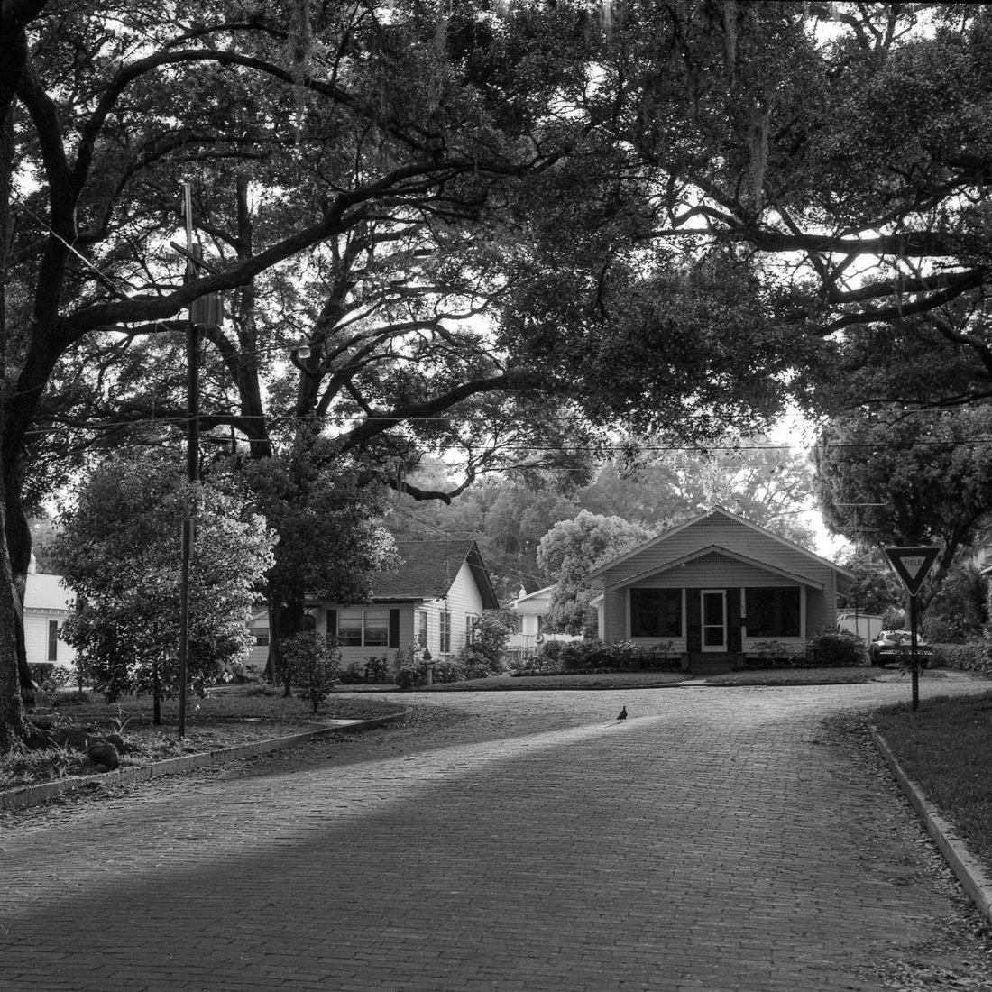 a Montrose street of live oaks and bungalows