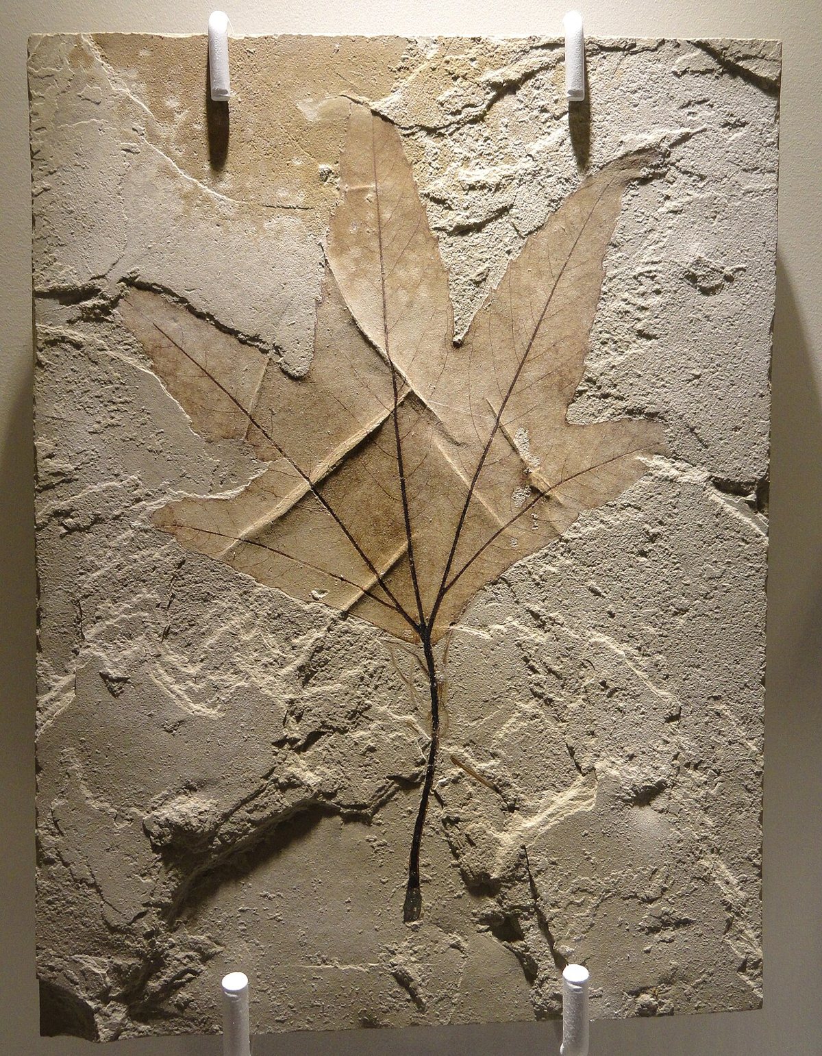 A fossil specimen from the paleontology collection at the Houston Museum of Natural Science